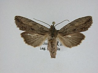 <i>Lithophane signosa</i> Species of moth