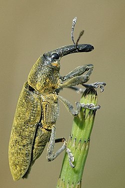 Lixus pulverulentus (Scopoli, 1763)