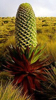 <i>Lobelia deckenii</i> Species of plant in the family Campanulaceae