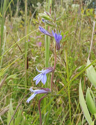 <i>Lobelia puberula</i> Species of flowering plant