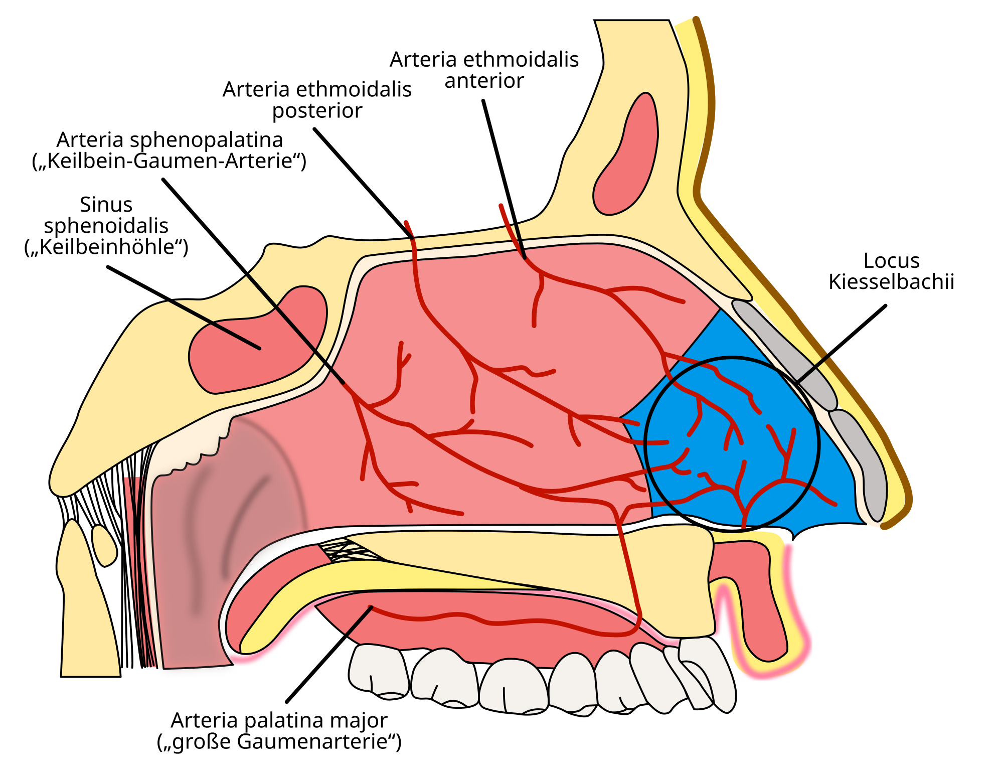 Locus Kiesselbachi – Wikipedia