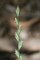 Lolium perenne L. (Perennial Ryegrass) - cultivated.jpg