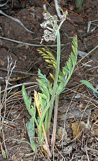 <i>Lomatium orientale</i> Species of flowering plant