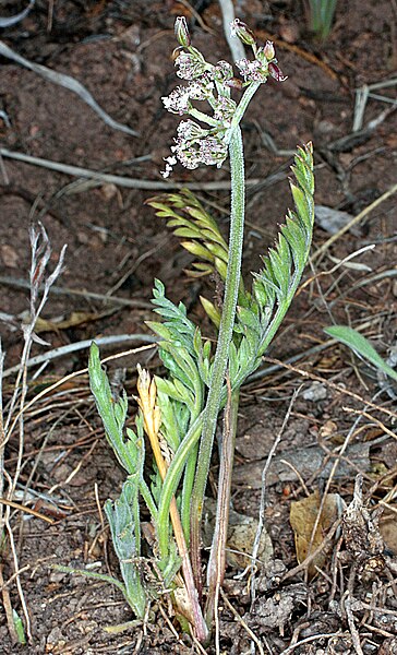 File:Lomatium orientale full portrat.jpg