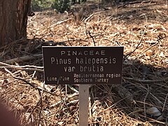 Lone Pine tree (Pinus brutia) Botanical plaque.jpg