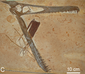 Окаменелые остатки головы Ludodactylus sibbicki с листом юкки между челюстями