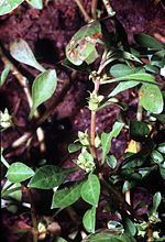 Ludwigia palustris lupa 001 pvp.jpg