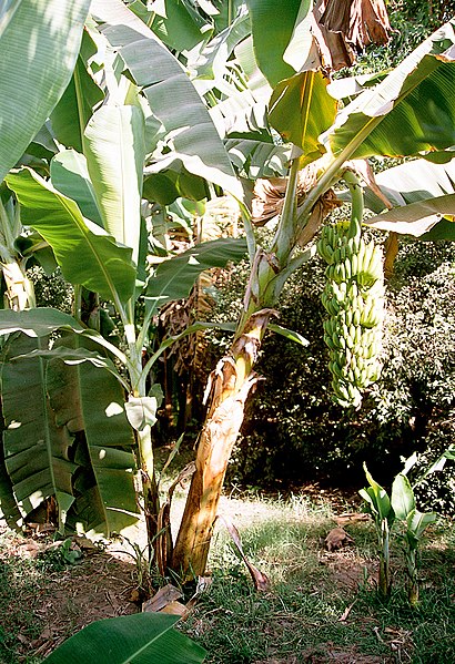 File:Luxor, Banana Island, Banana Tree, Egypt, Oct 2004.jpg