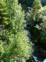 Le Lis au pont de Ravi.