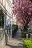 Blossom of cherry trees in Schulstrasse, Münster, North Rhine-Westphalia, Germany