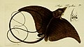 ME Blochii Systema ichthyologiae iconibus CX illustratum (1801) (14579785809) .jpg