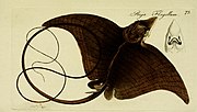 Thumbnail for File:M.E. Blochii Systema ichthyologiae iconibus CX illustratum (1801) (14579785809).jpg