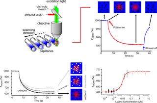 Microscale thermophoresis Biophysical technology for analyzing interactions