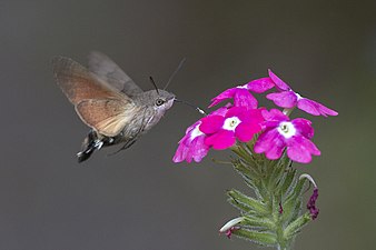 Hummingbird hawk-moth - Wikipedia