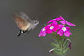 44 Macroglossum stellatarum01(js) uploaded by Jerzystrzelecki, nominated by Jerzystrzelecki