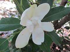 Description de l'image Magnolia pacifica.JPG.