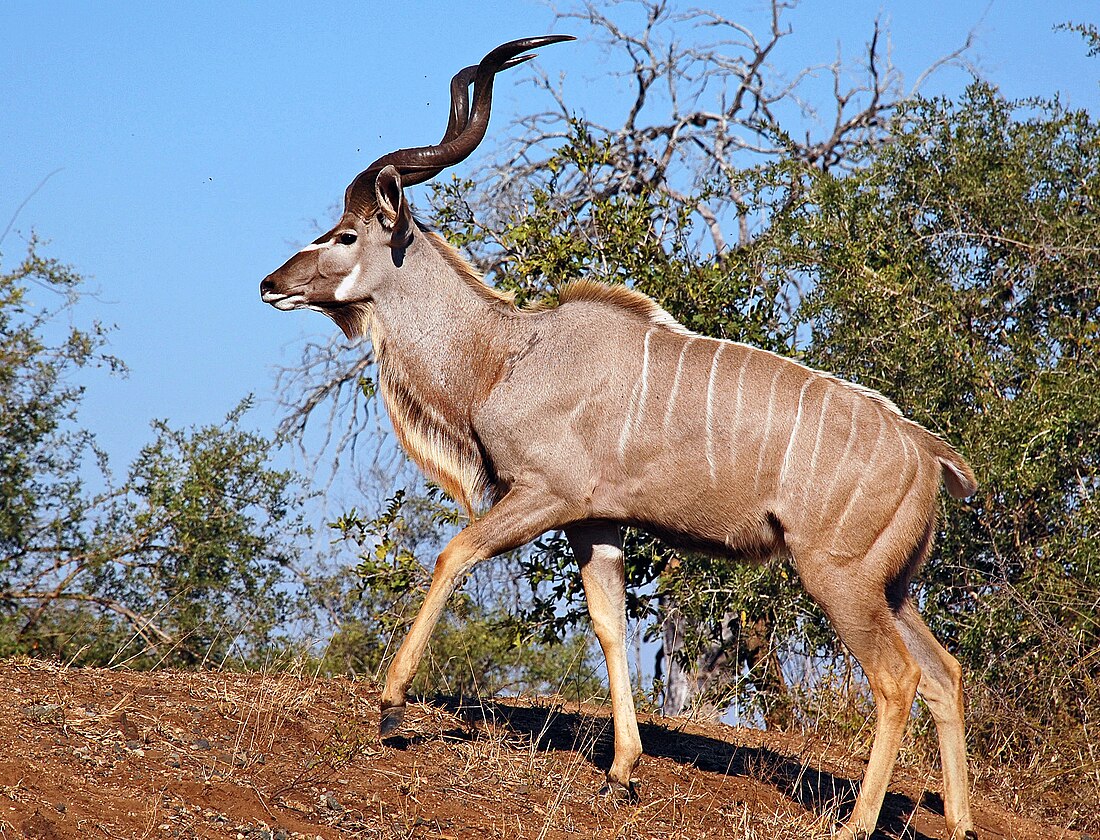 Tragelaphus