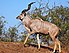 Male greater kudu.jpg
