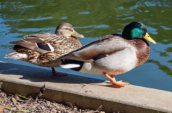 Mallards, Golden Gate Park