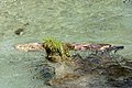 * Nomination Overgrown tree stump in the Seebach stream, Seebach Valley near Mallnitz, High Tauern National Park, Carinthia, Austria --Uoaei1 03:53, 1 October 2019 (UTC) * Promotion  Support Good quality. -- Johann Jaritz 03:59, 1 October 2019 (UTC)