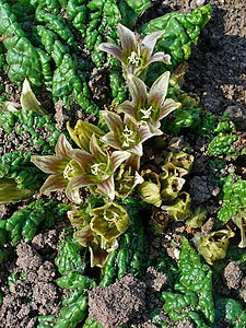 Mandragora officinarum Flowers