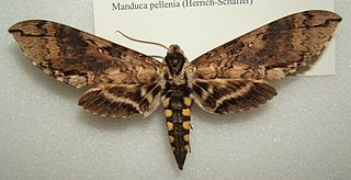 <i>Manduca pellenia</i> Species of moth
