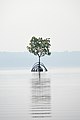 * Nomination Lone mangrove tree with reflection, Ashtamudi Lake, Kerala --Tagooty 13:54, 26 March 2022 (UTC) * Promotion  Support Good quality. --Rjcastillo 16:21, 26 March 2022 (UTC)