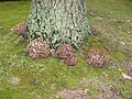 Many Grifola frondosa at the base of an oak tree.jpg