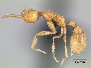 <i>Martialis heureka</i> Species of ant