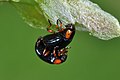 Mating leaf eating beetles Chrysomela collaris (10377468723).jpg