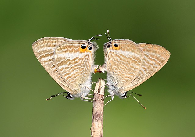图为亮灰蝶（Lampides boeticus）。
