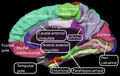 Medial surface of cerebral cortex - gyri