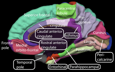 ไฟล์:Medial_surface_of_cerebral_cortex_-_gyri.png