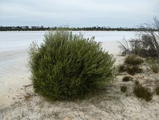 Habit on the edge of a salt lake near Salmon Gums Melaleuca halophila (habit).JPG