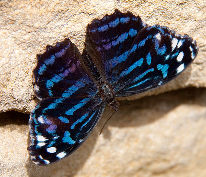 File:Mexican Blue Wing butterfly 1 (5663024444).jpg