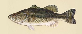 Largemouth bass.