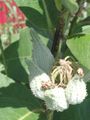Milkweed seedpod