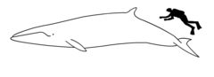 Silhouettes comparées d'une baleine de Minke et d'un plongeur humain