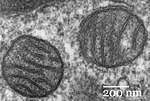 Miniatura pro Mitochondrie