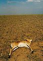 Mongolian Gazelle dead of drought.jpg