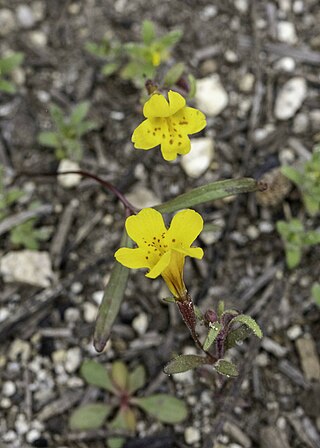 <i>Erythranthe montioides</i> Species of flowering plant