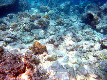 Un'area di barriera corallina colpita dallo sbiancamento. Moofushi, Maldive