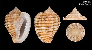 <i>Morum roseum</i> Species of gastropod