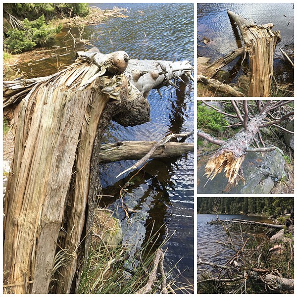 File:Muemmelsee Schwarzwald treebreak, Collage.jpg