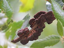 Muffin Gall Wasp imported from iNaturalist photo 74627440 on 7 November 2023.jpg