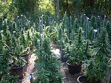 Medical cannabis crop in Australia Mullaways Medical Cannabis Research Crop.JPG