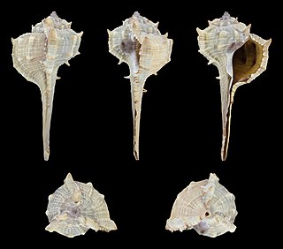 <i>Murex brevispina</i> Species of gastropod