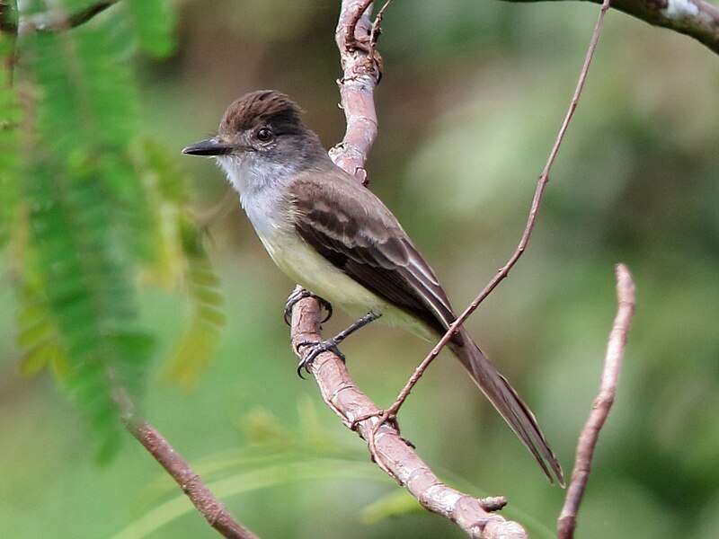 File:Myiarchus tuberculifer tuberculifer, Puerto Nariño, Amazonas, Colombia.jpg