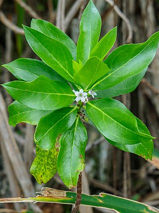 <i>Myoporum wilderi</i> Species of flowering plant