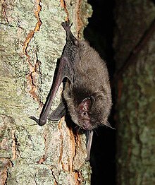 Myotis Sodalis.jpg